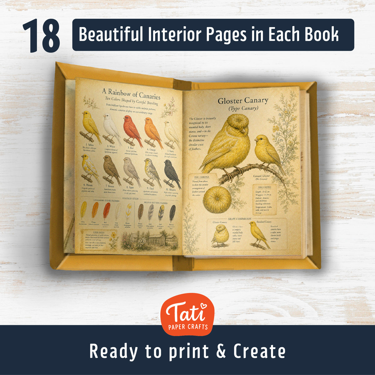 Birds Printable Mini Books Collection